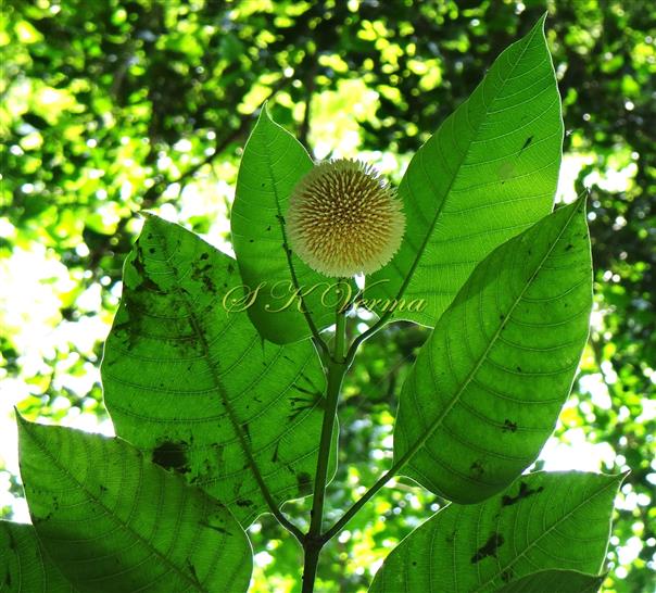  Flowering shoot